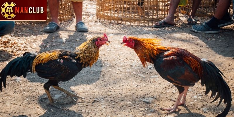 Bí quyết chơi đá gà Manclub thắng lớn mỗi ngày