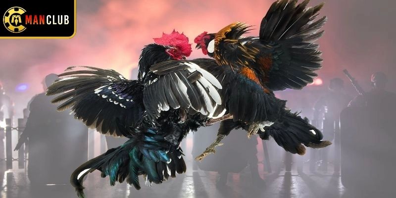 Chiến kê thi đấu quyết liệt trên sân đấu