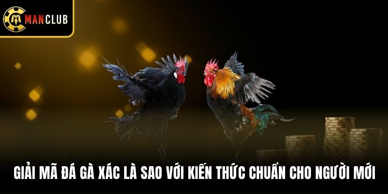 Giải Mã Đá Gà Xác Là Sao Với Kiến Thức Chuẩn Cho Người Mới