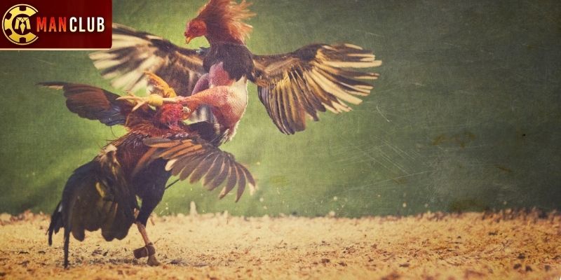 Khái quát về đá gà Manclub đến hội viên