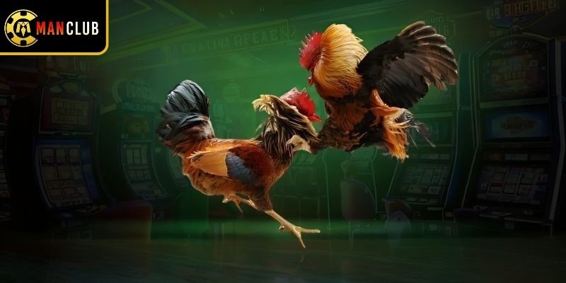 Những giống gà chọi nổi tiếng thế giới