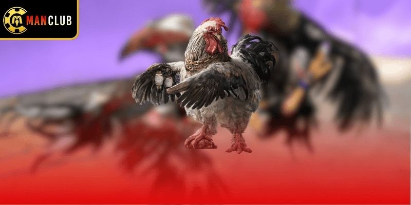 Thông tin cơ bản về đá gà xác là sao